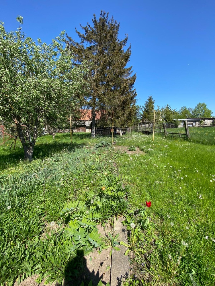 Garten (2)