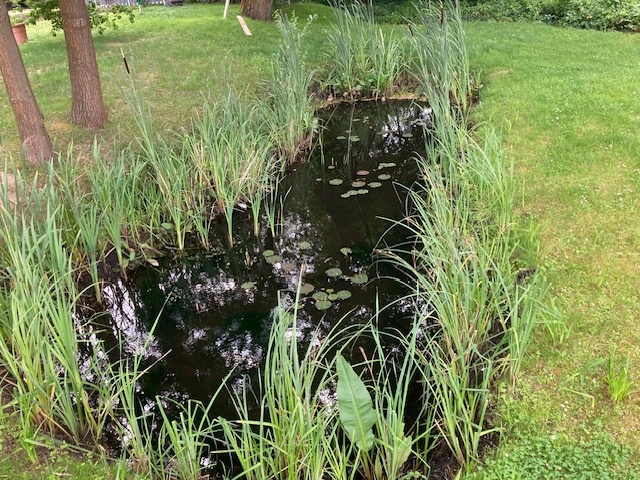 Teich auf dem Grundstück